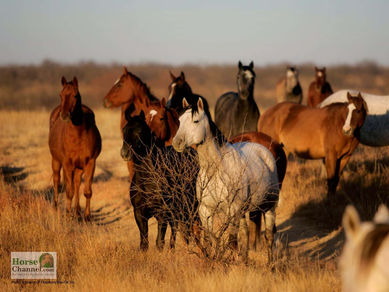 Mustang Horse Group Standing In Dry Field Picture