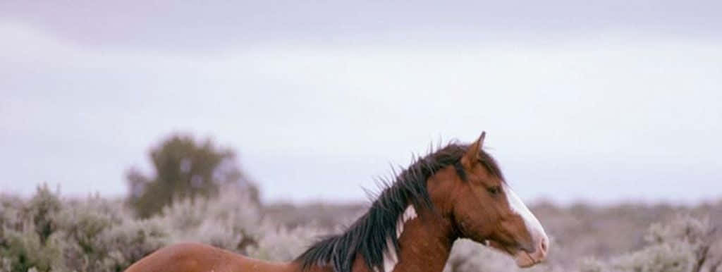 Immaginein Primo Piano Della Testa Di Un Cavallo Mustang Marrone.