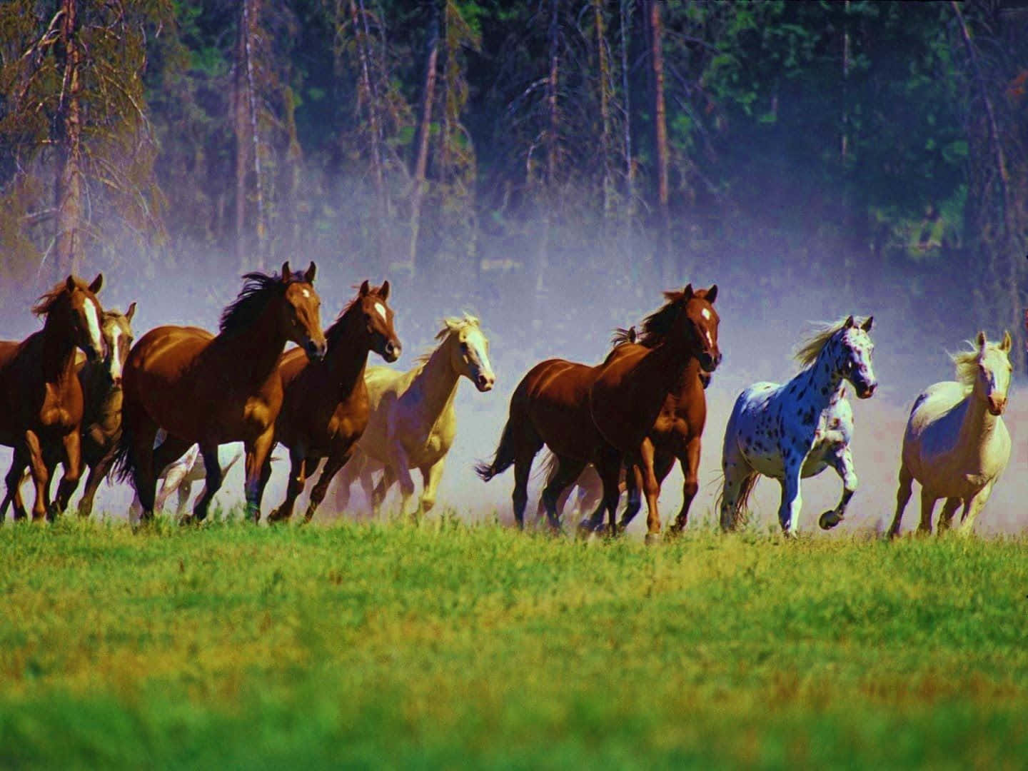 Imagende Un Caballo Mustang Corriendo En Un Campo
