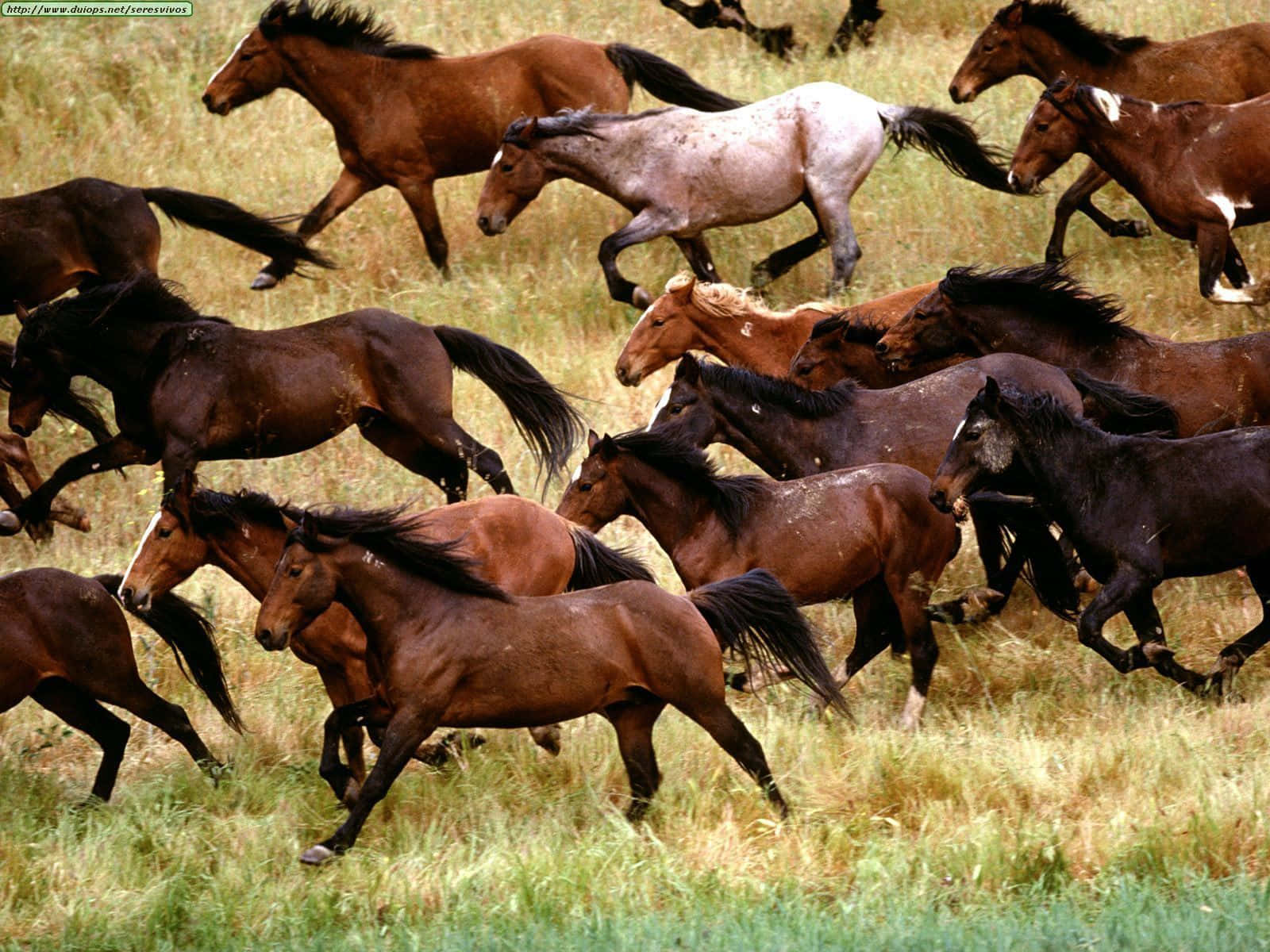 Mustang Horse Herd Running Picture