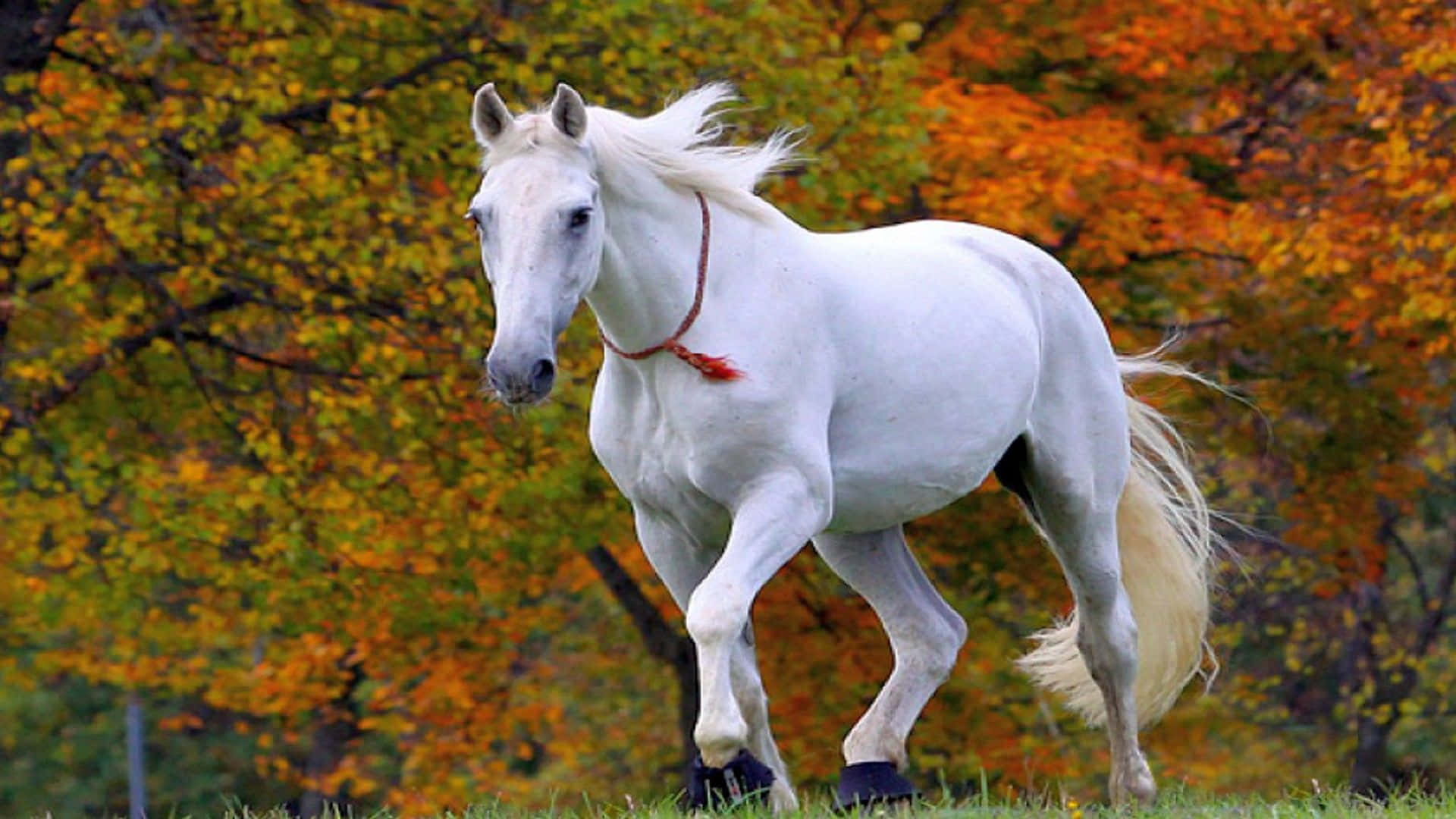 Mustanghäst, Vit Springande Höstbild.