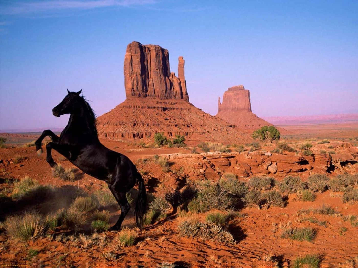Imagende Un Caballo Mustang Negro Parado En El Desierto