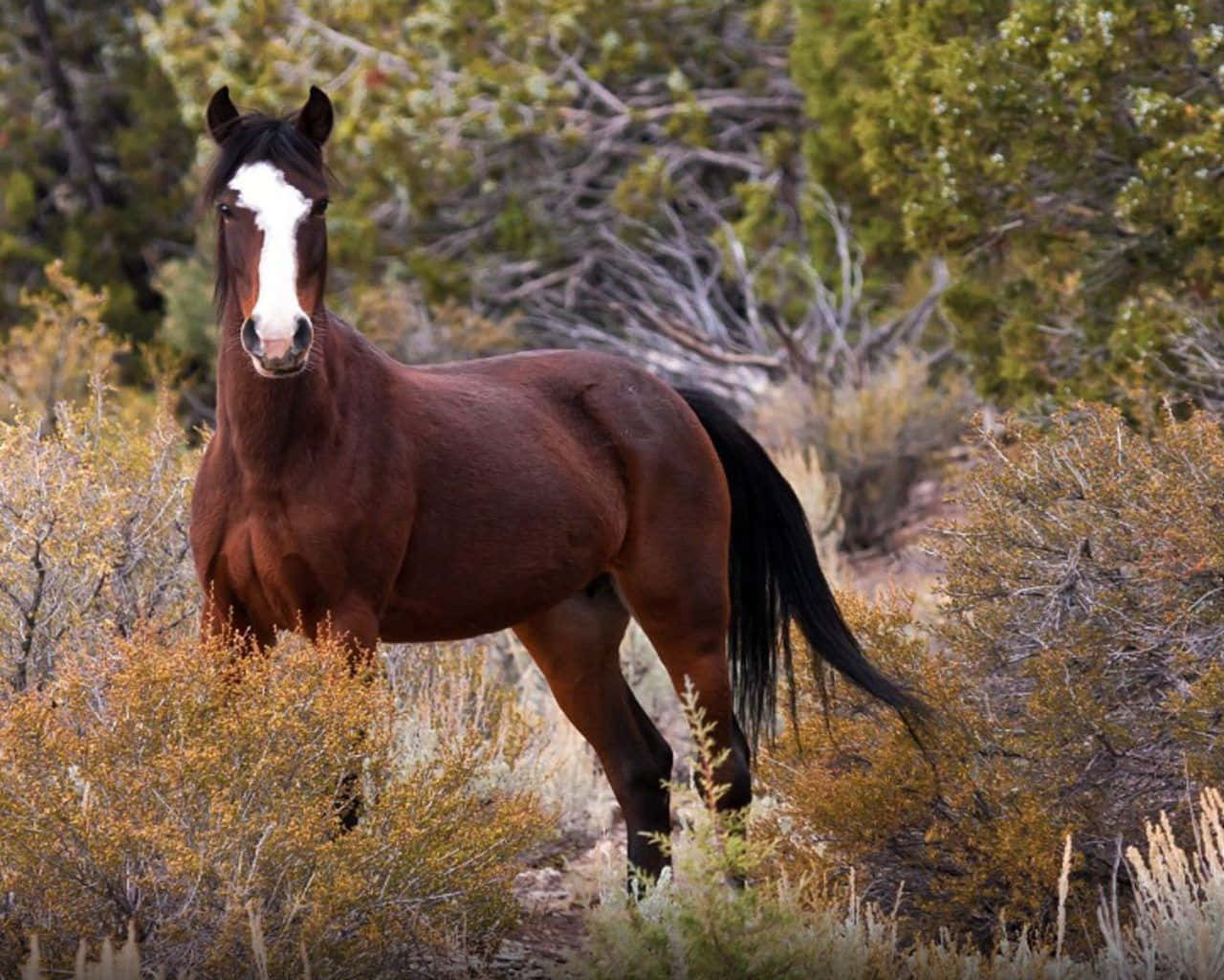 Immaginedi Un Cavallo Mustang Marrone In Piedi Tra I Cespugli