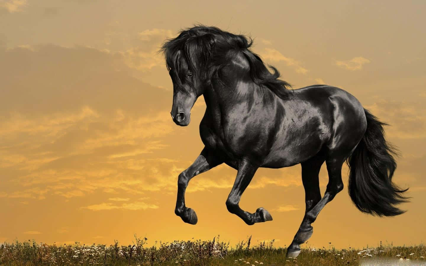 Immaginedi Un Cavallo Mustang Nero Che Corre