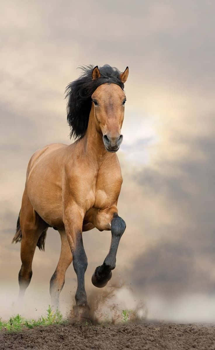 Imagende Un Caballo Mustang Marrón Corriendo