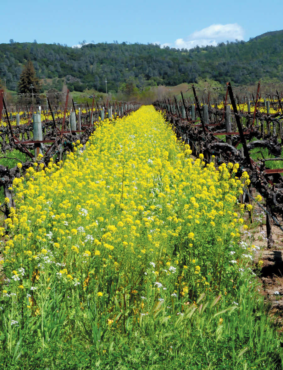 Mustard Fieldin Vineyard.jpg Wallpaper