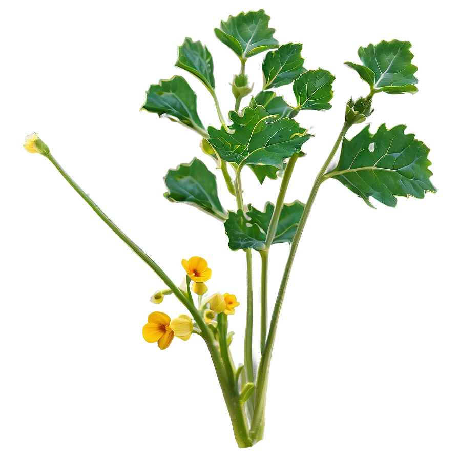 Mustard Plant Png 60 PNG