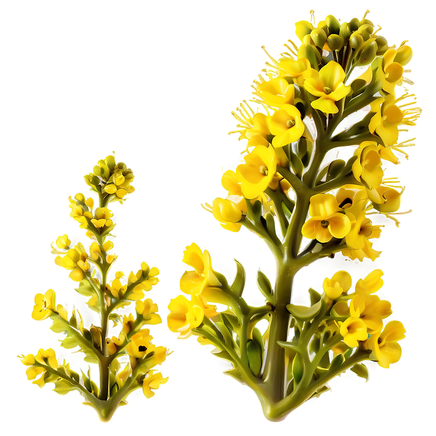 Mustard Plant Png Wtx11 PNG