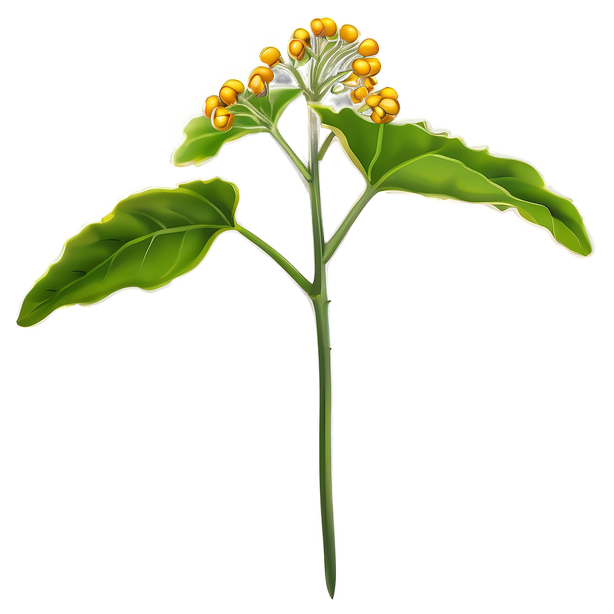 Mustard Seed Plant Png 05242024 PNG