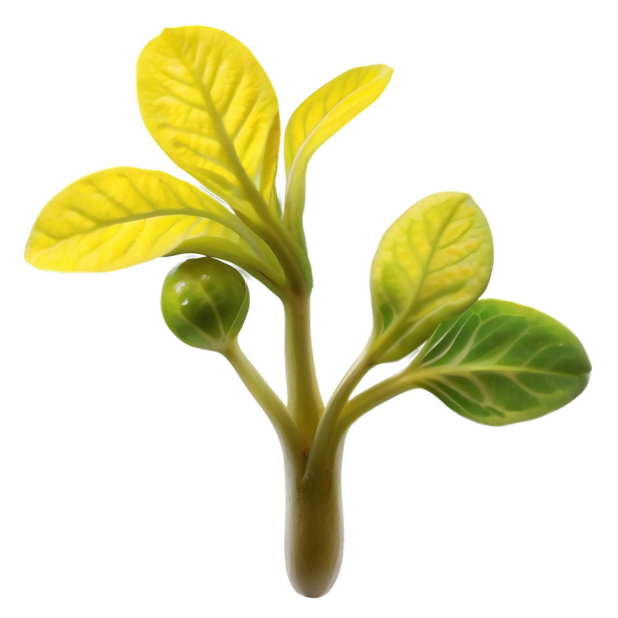 Mustard Seed Sprout Png Ket PNG