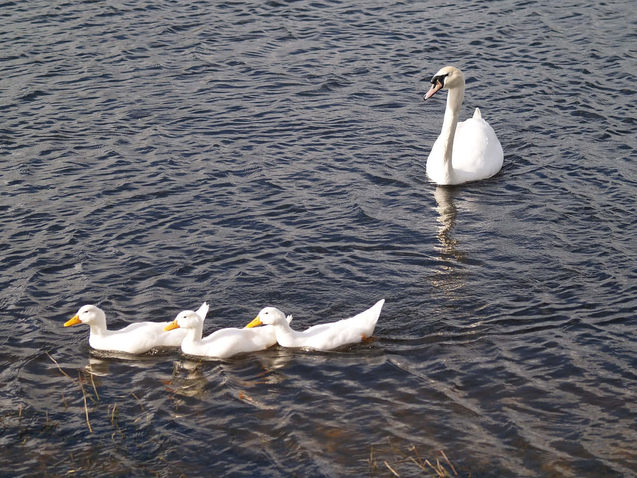 Mute Swan Mother Bird In Lake Wallpaper