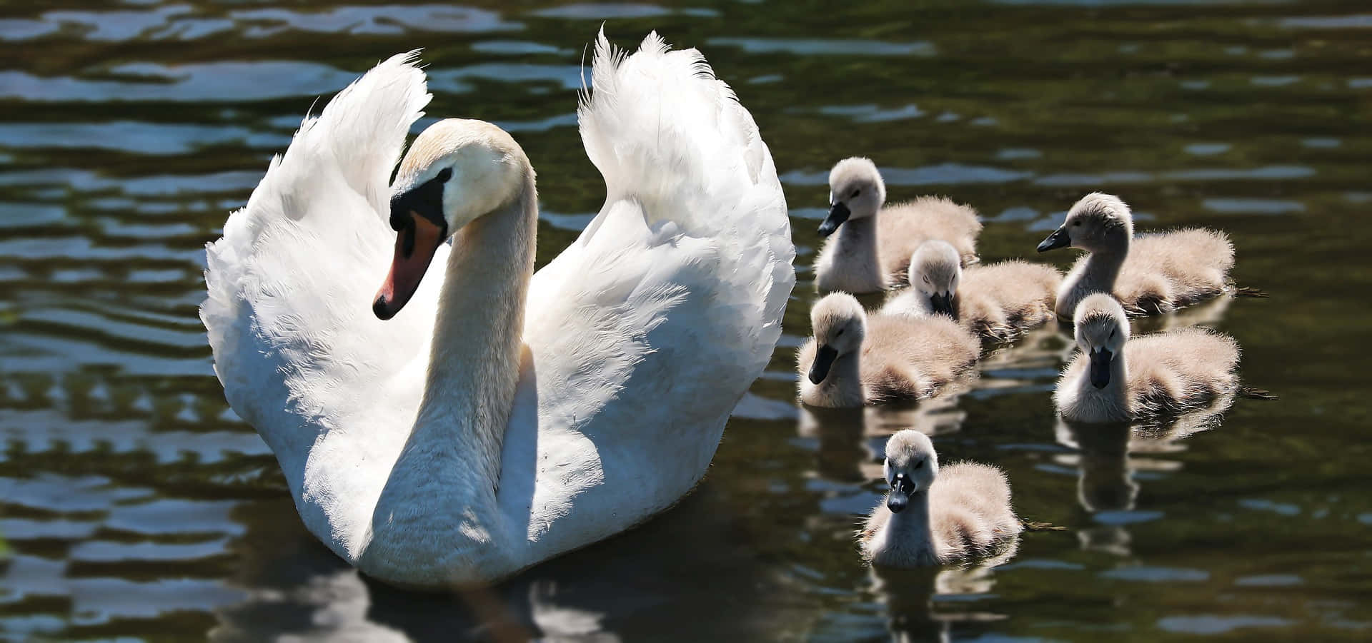 Mute Swan Mother Bird With Cygnets Wallpaper