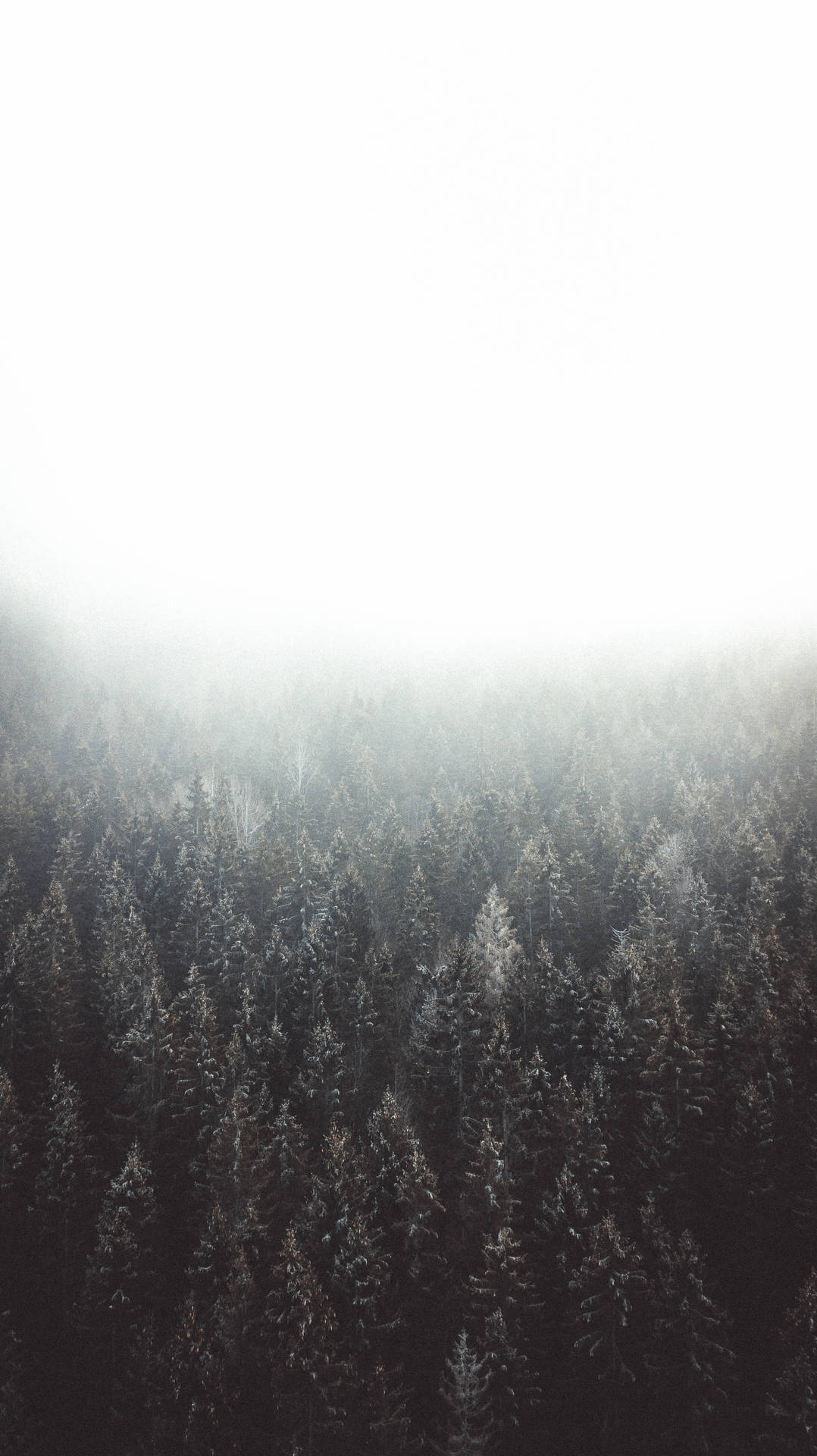 Muted Hd Forest Wallpaper