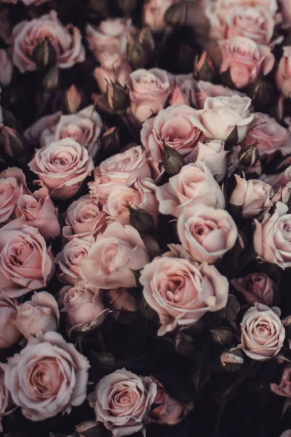 Muted Vintage Flower Aesthetic Pink Roses Wallpaper