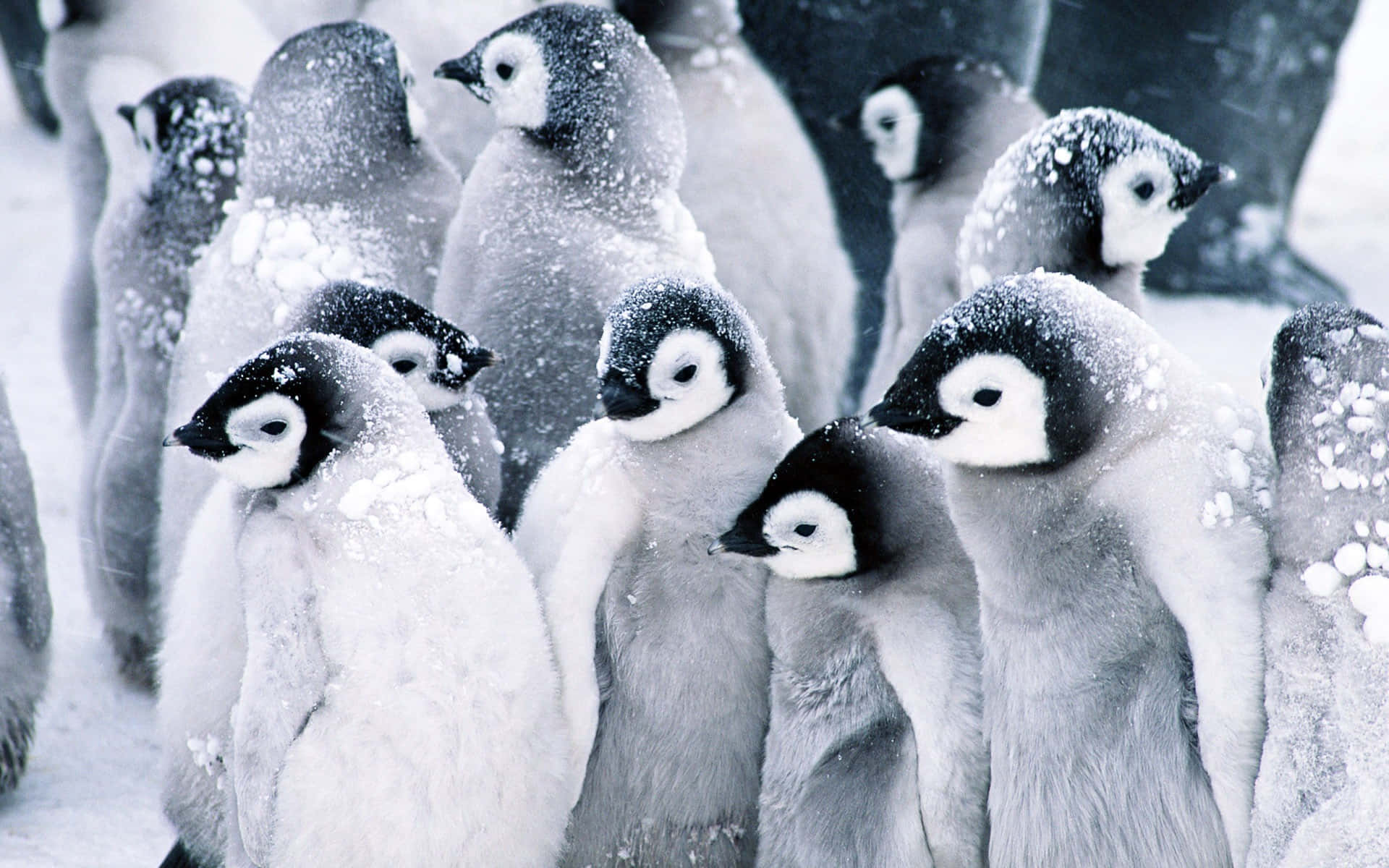 Mutual Baby Penguins Wallpaper