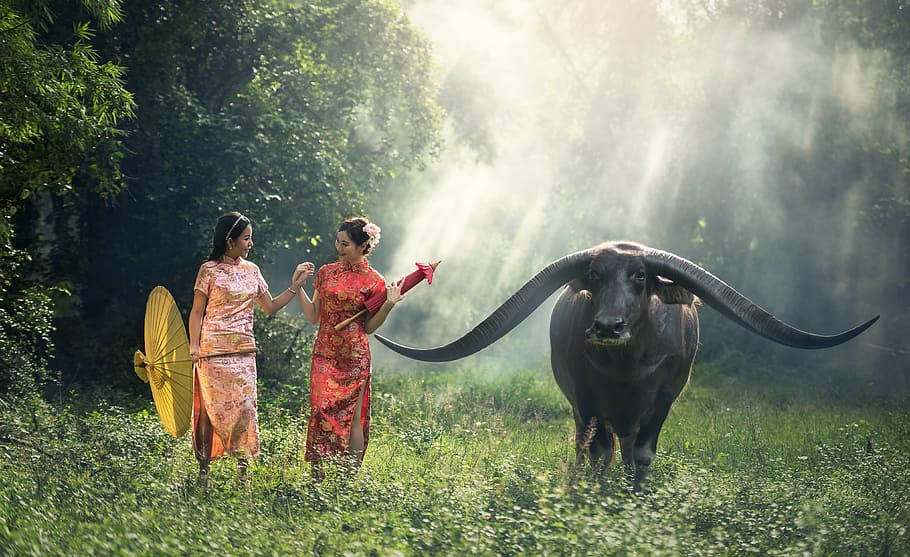 Myanmar Girls With Buffallo Wallpaper