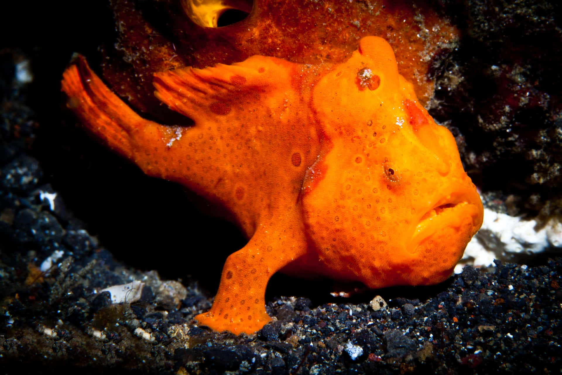 Mysteries Of The Deep: A Close Encounter With Frogfish Wallpaper