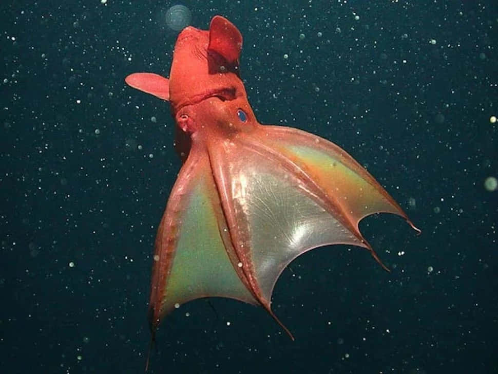 Mysteries Of The Deep: A Unique Capture Of The Vampire Squid Wallpaper