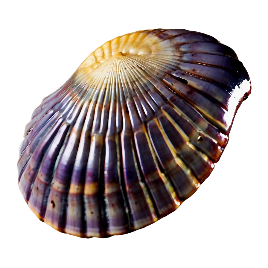 Mysterious Ancient Shell Png Ejd71 PNG