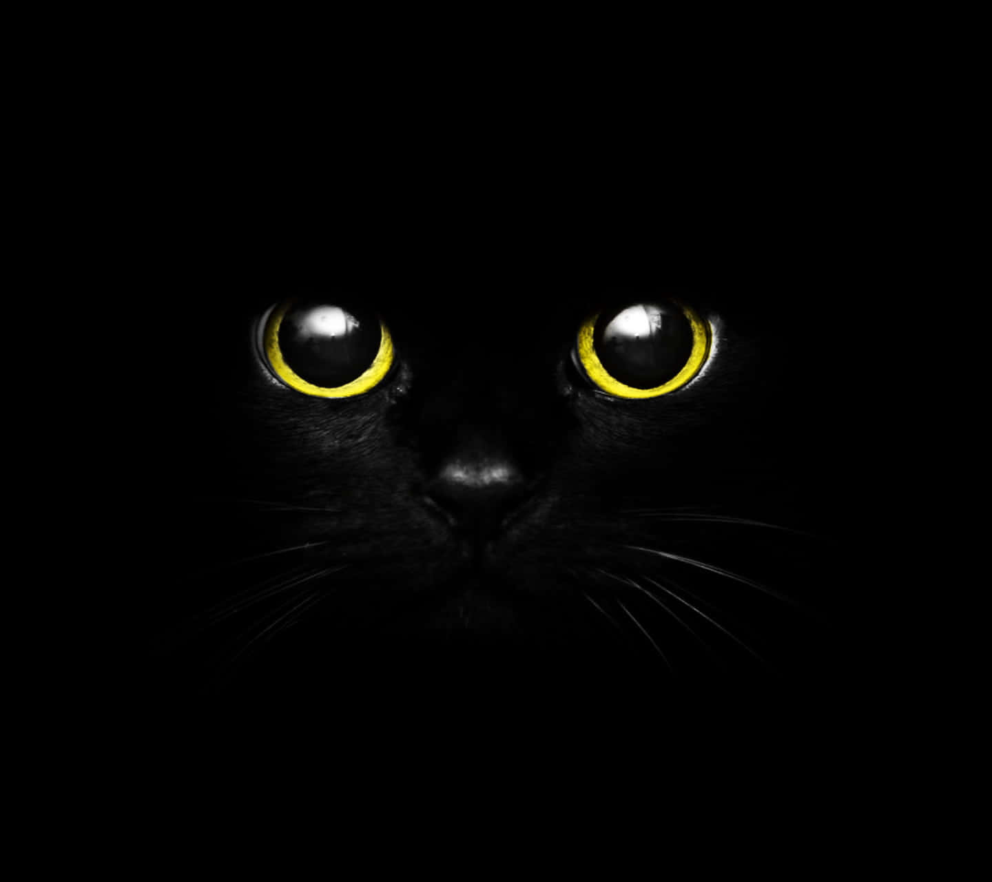 Mysterious_ Black_ Cat_ Glowing_ Eyes Wallpaper