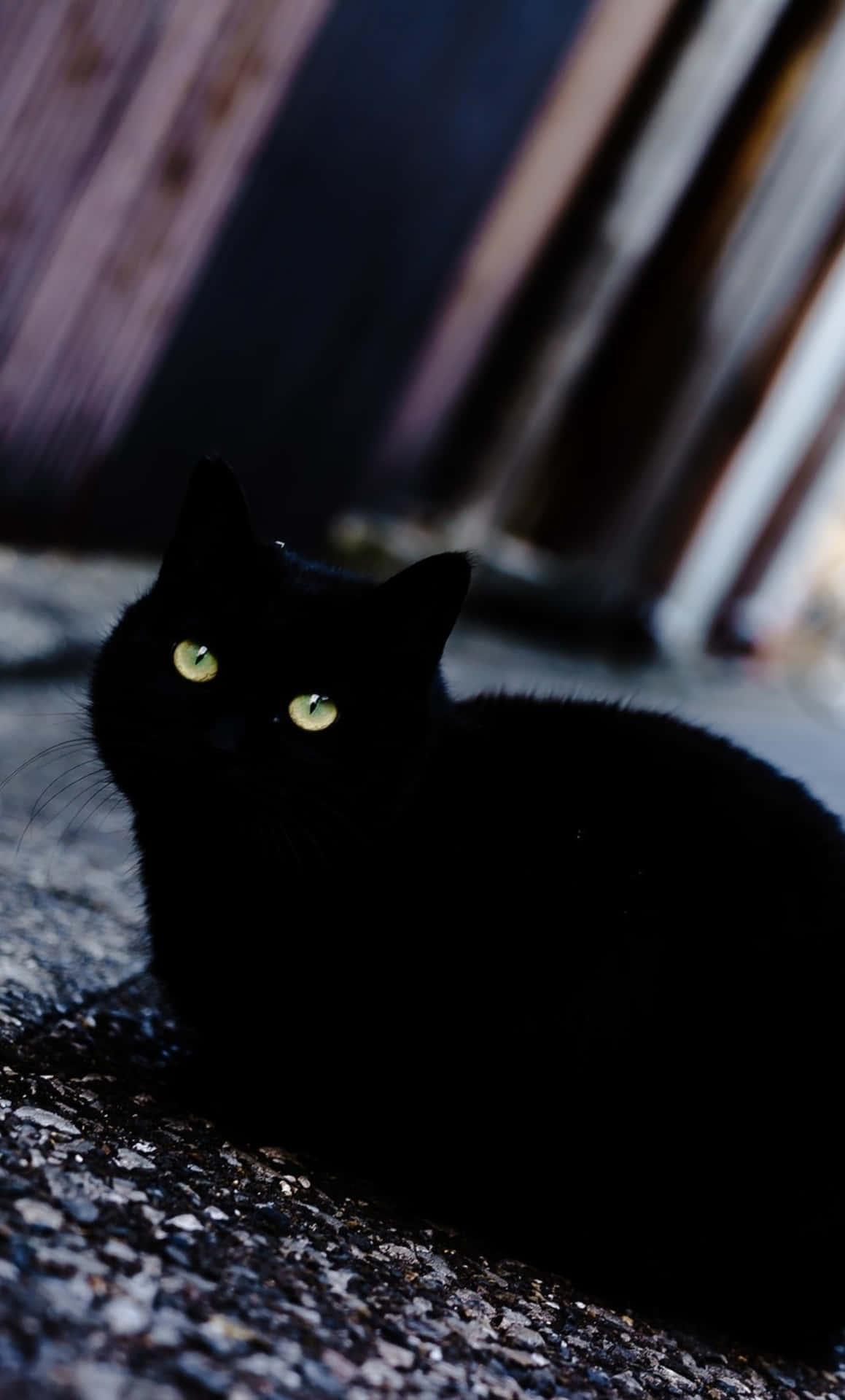Mysterious_ Black_ Cat_ Green_ Eyes.jpg Wallpaper