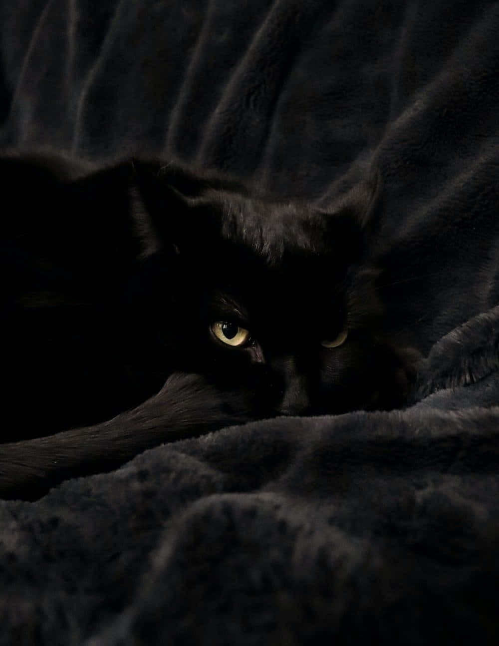 Mysterious_ Black_ Cat_in_ Shadows.jpg Wallpaper