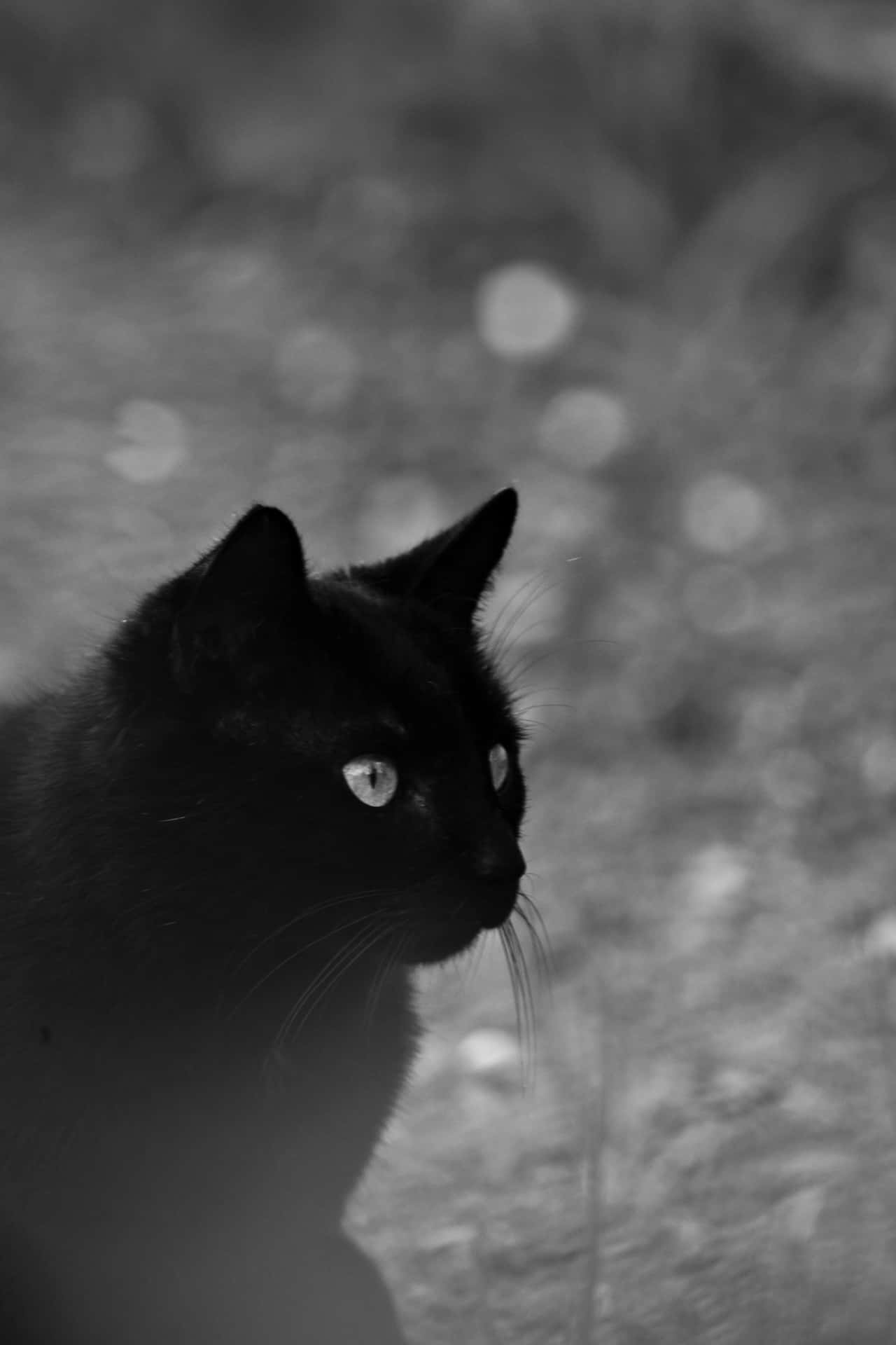 Mysterious Black Cat Portrait Wallpaper