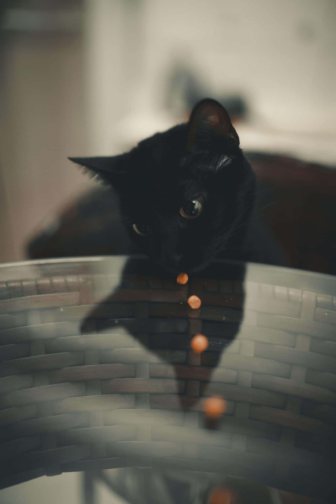 Mysterious Black Cat Reflection Wallpaper