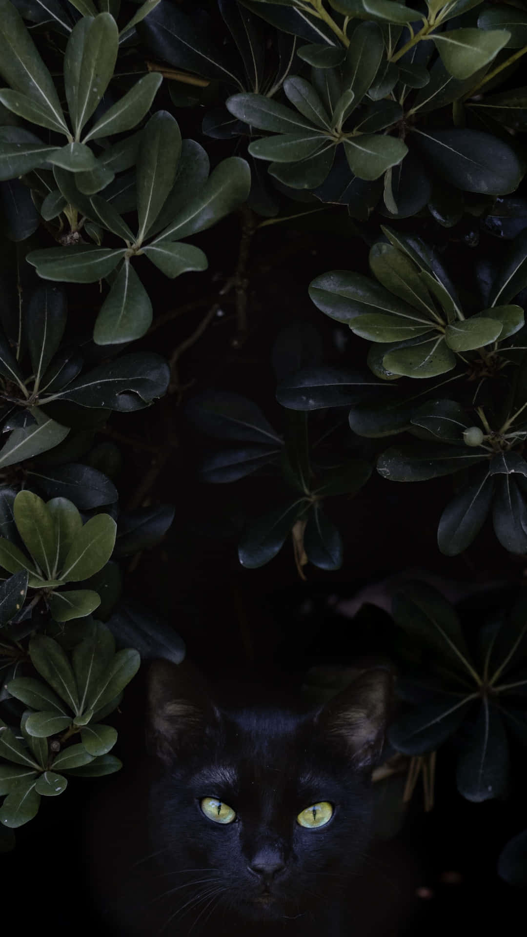 Mysterious Black Catin Greenery.jpg Wallpaper