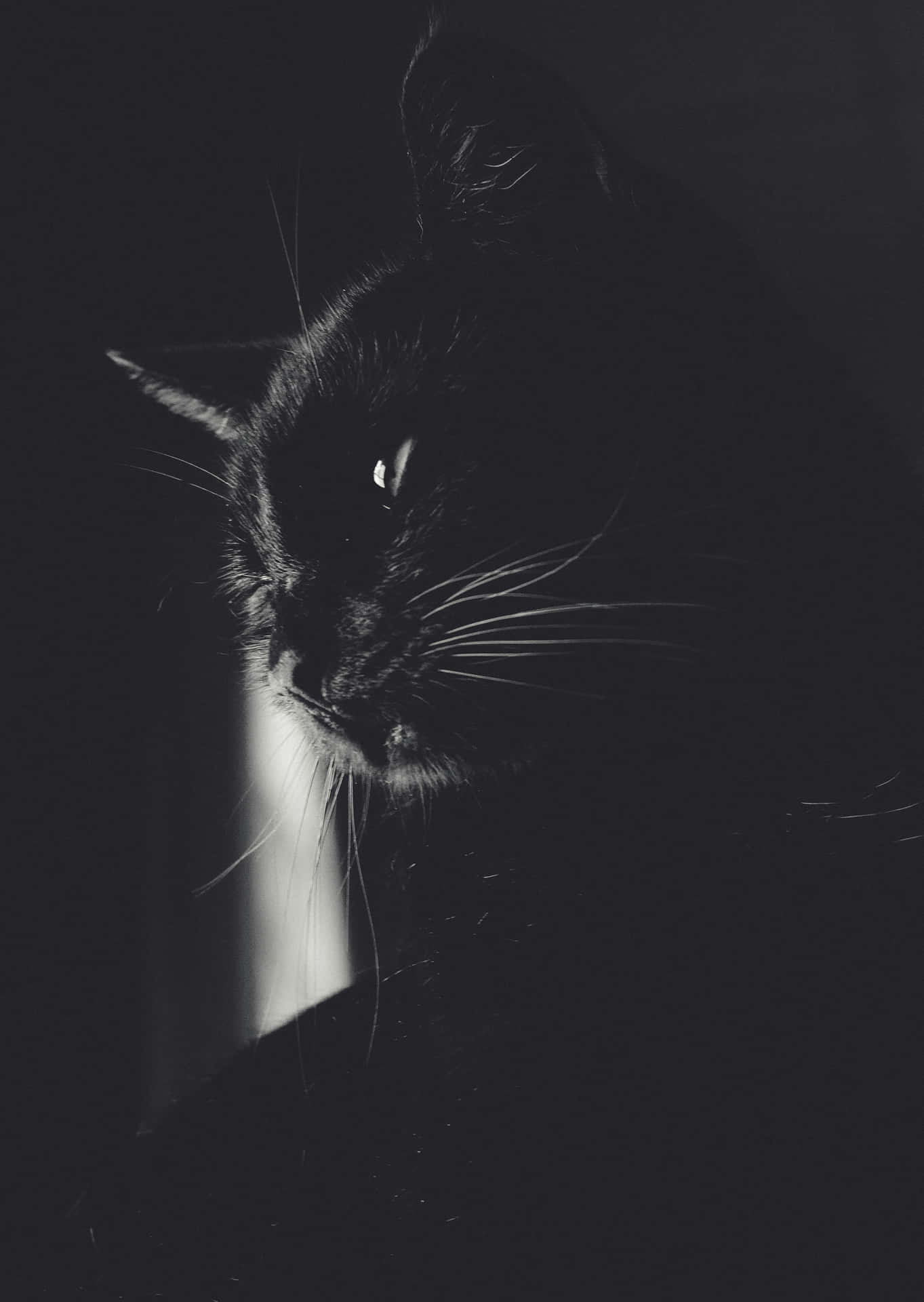Mysterious Black Catin Shadows.jpg Wallpaper