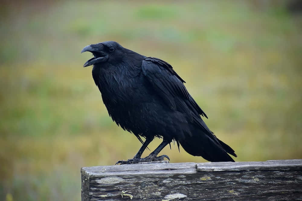 “mysterious Black Raven Perching"