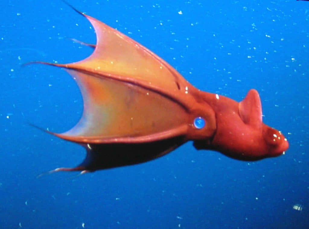 Mysterious Creature - The Vampire Squid From The Clear Depths Wallpaper