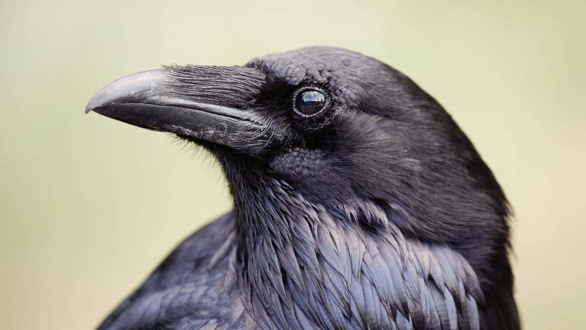 Mysterious Crow On A Mossy Branch Wallpaper