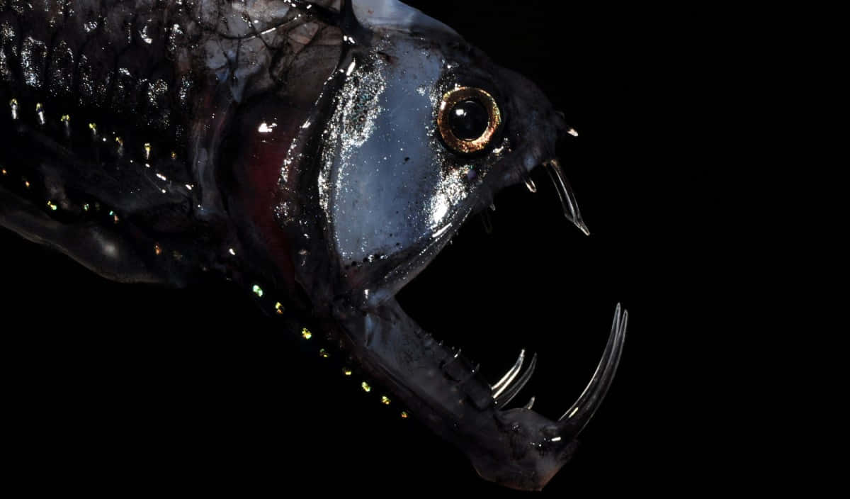 Mysterious Deep Sea Creature, The Viperfish Wallpaper