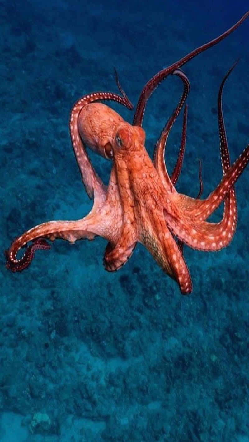 Mysterious Deep-sea Octopus Exploring The Ocean Realm