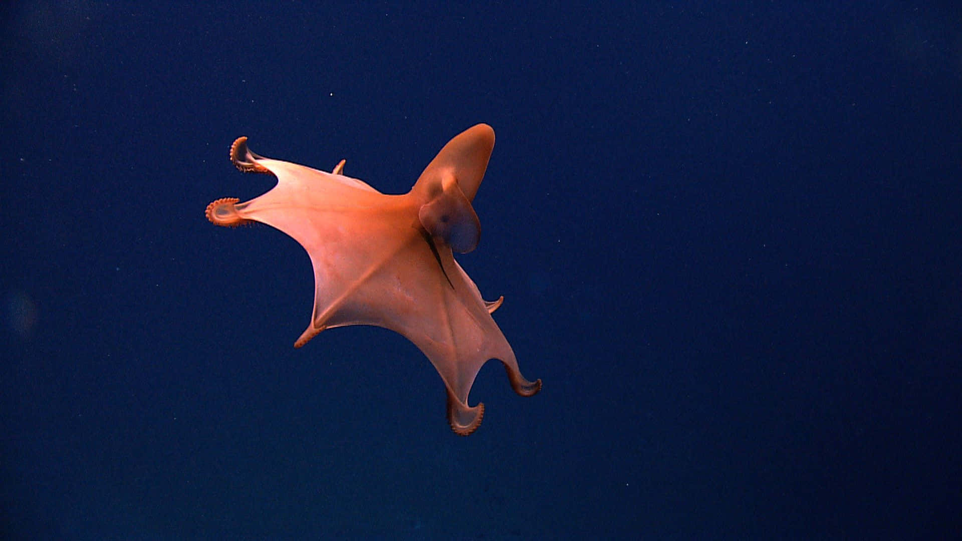 Mysterious Deep-sea Vampire Squid Lurking In Darkness Wallpaper