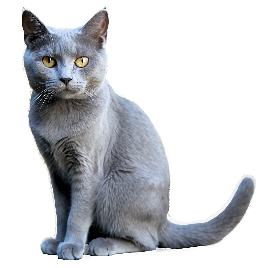 Mysterious Grey Cat Png Otf78 PNG