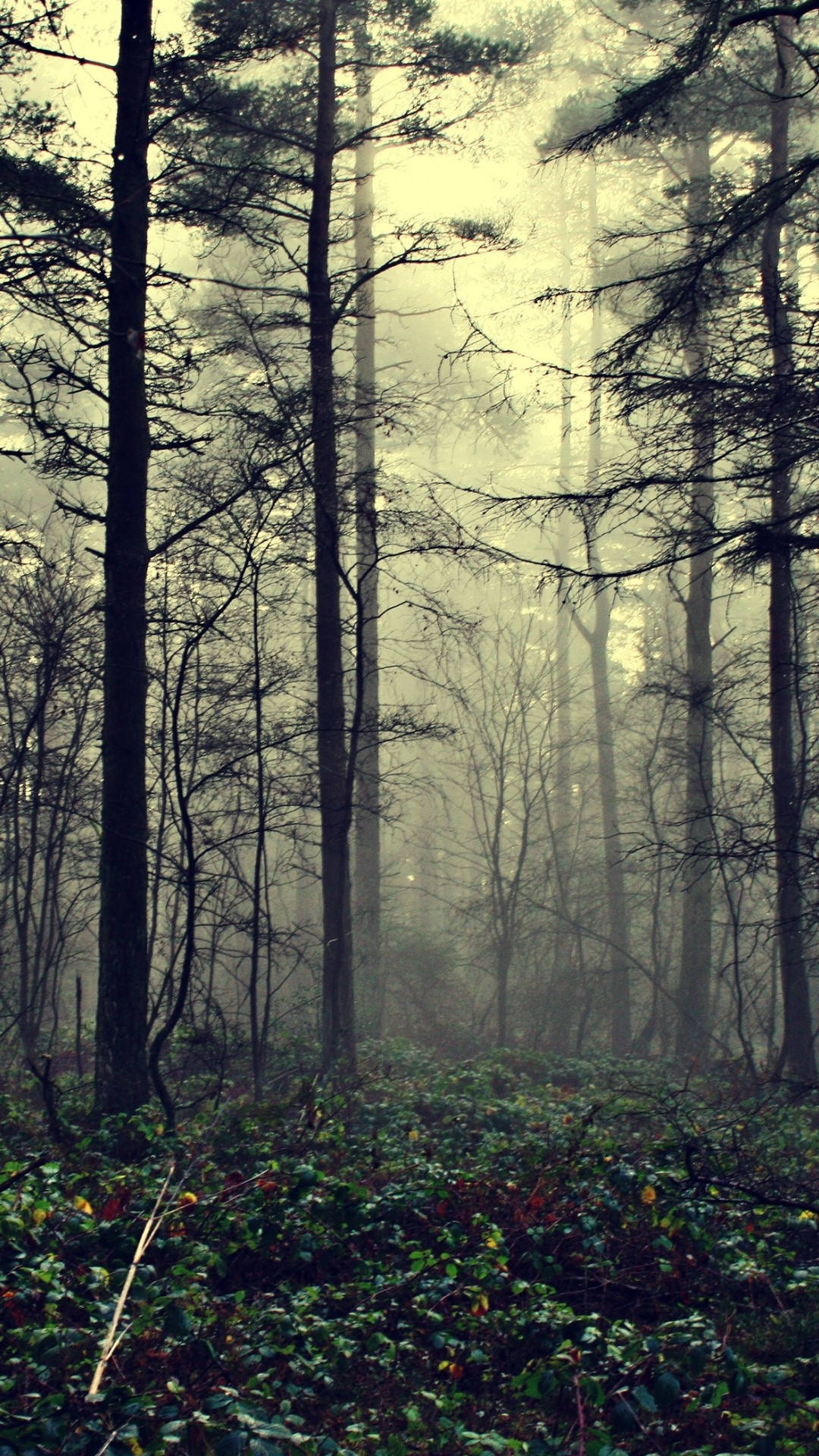 Tapetför Din Iphone: Mystisk Magisk Skog Wallpaper