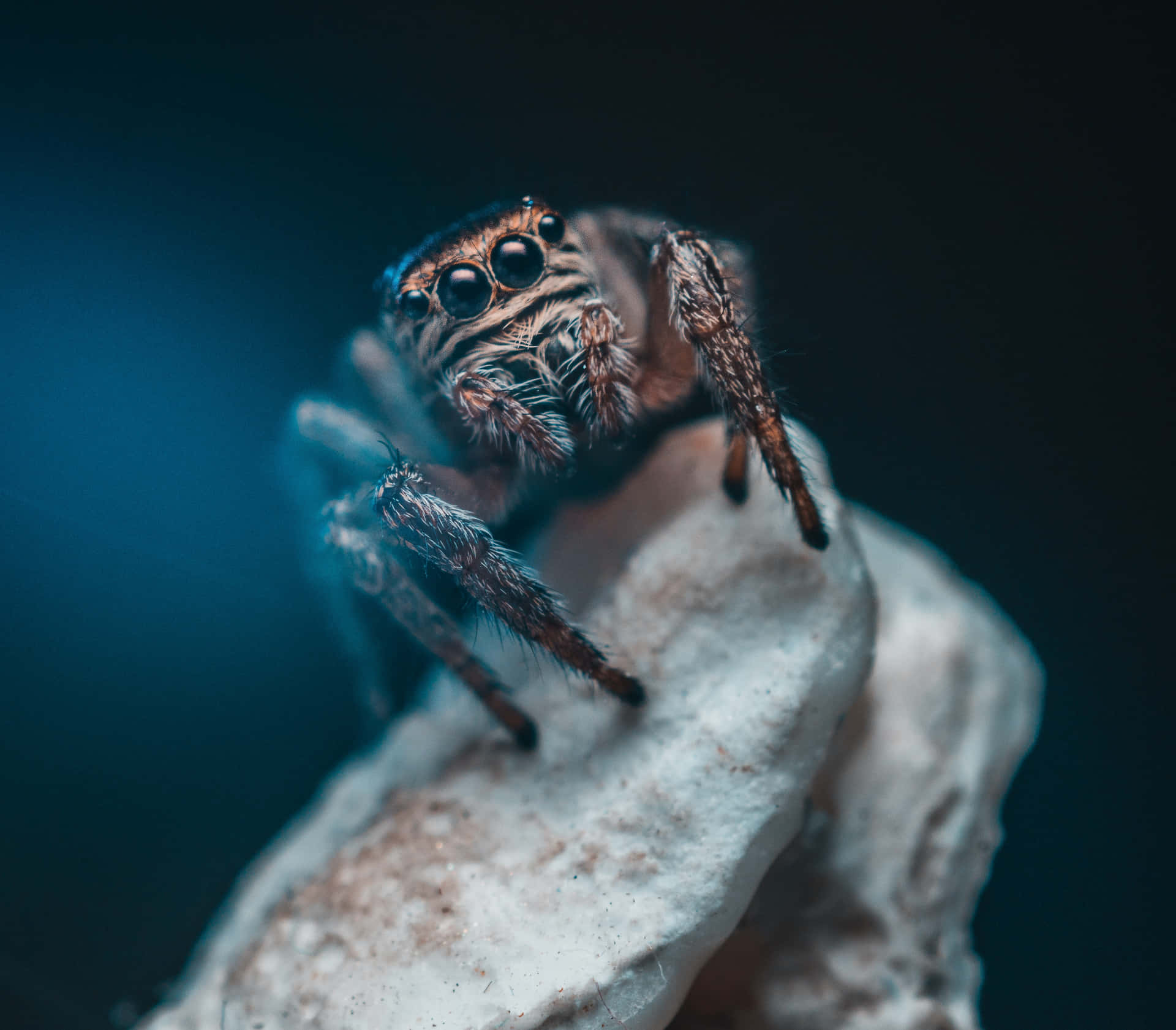Mysterious Night Spider