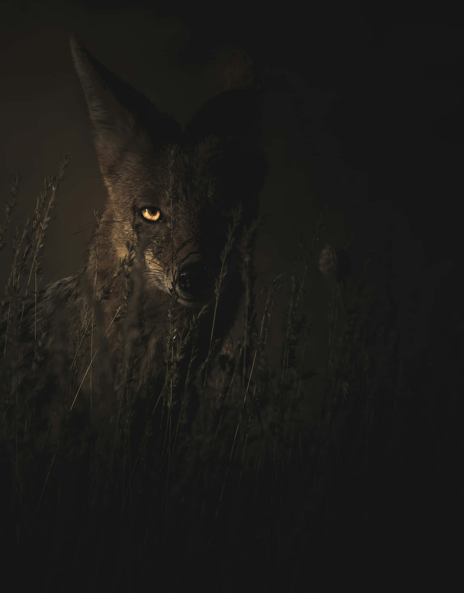 Mysterious Nocturnal Predator Wallpaper