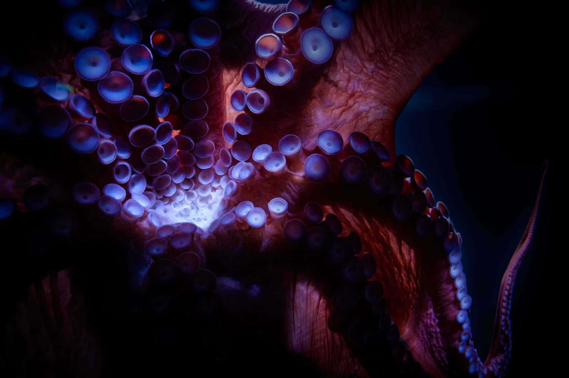Mysterious Octopus Underwater Scene Wallpaper