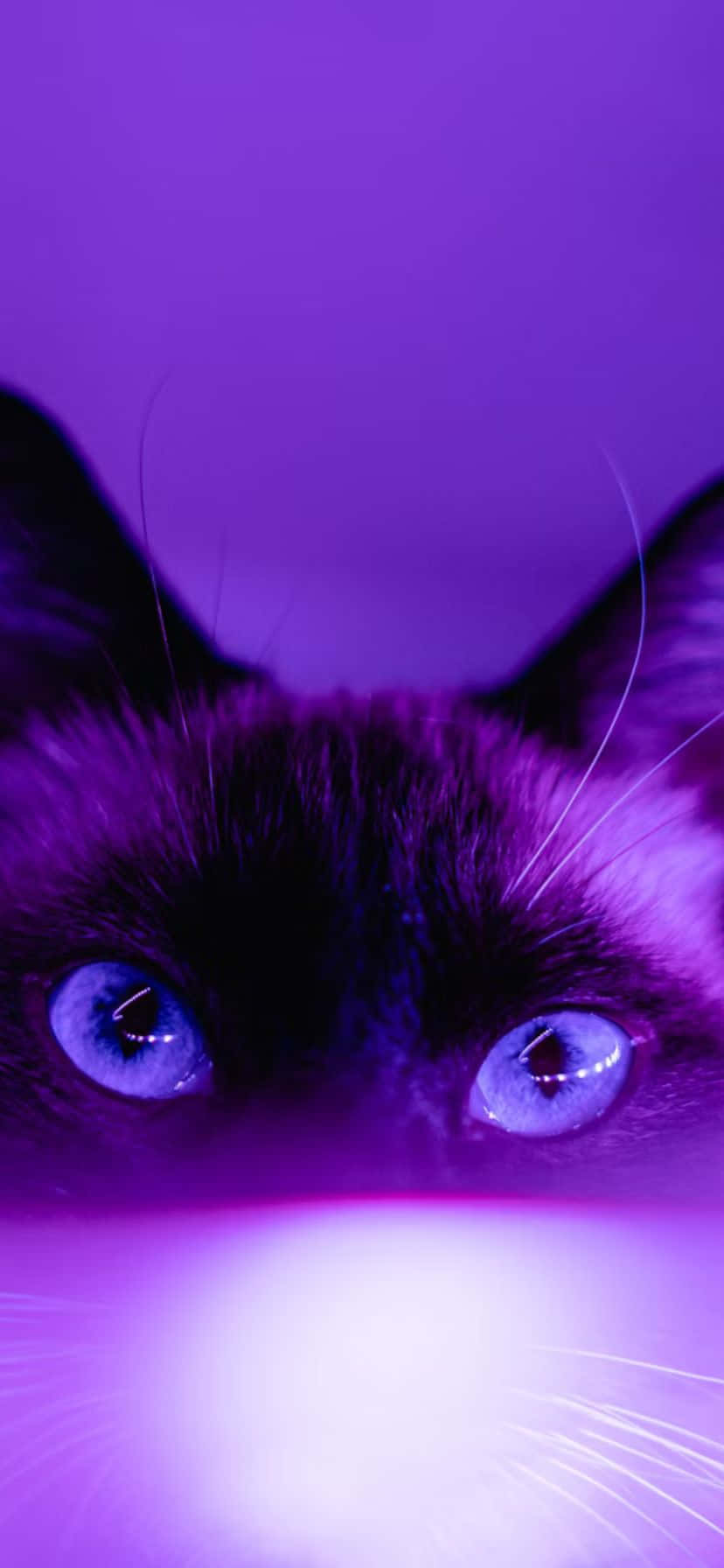 Mysterious Purple Cat Gaze Wallpaper
