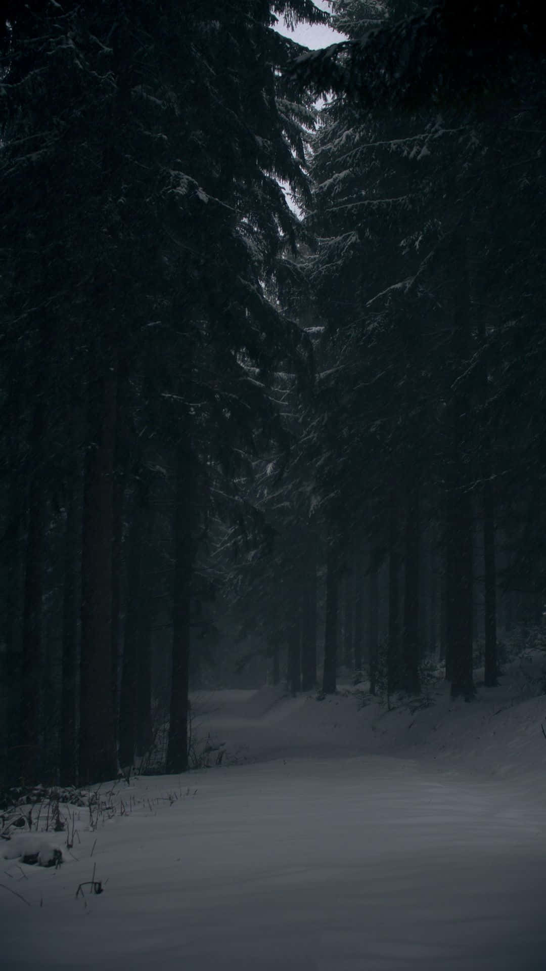 Mysterious_ Snowy_ Forest_ Path.jpg Wallpaper