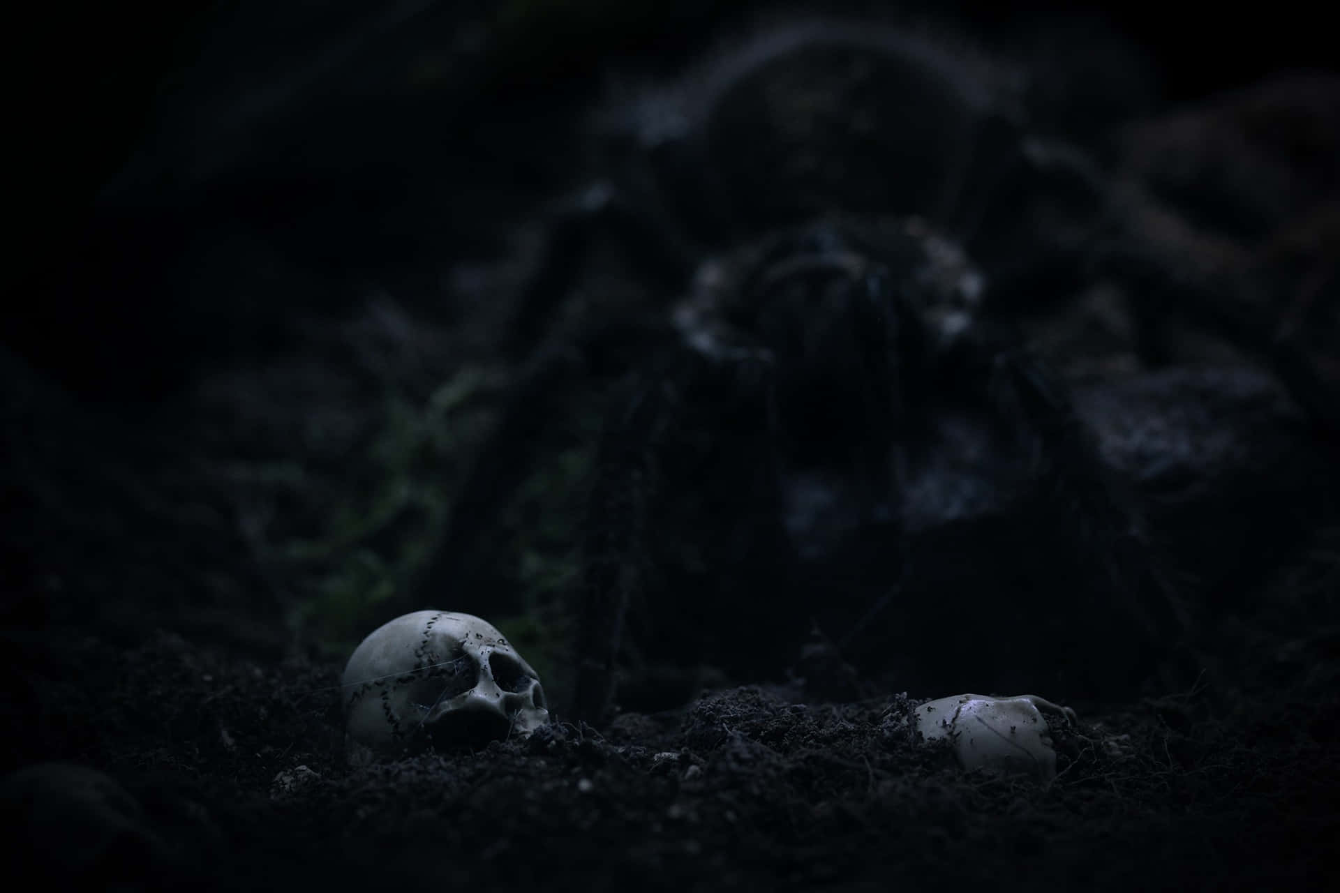 Mysterious Tarantula With Skulls Wallpaper