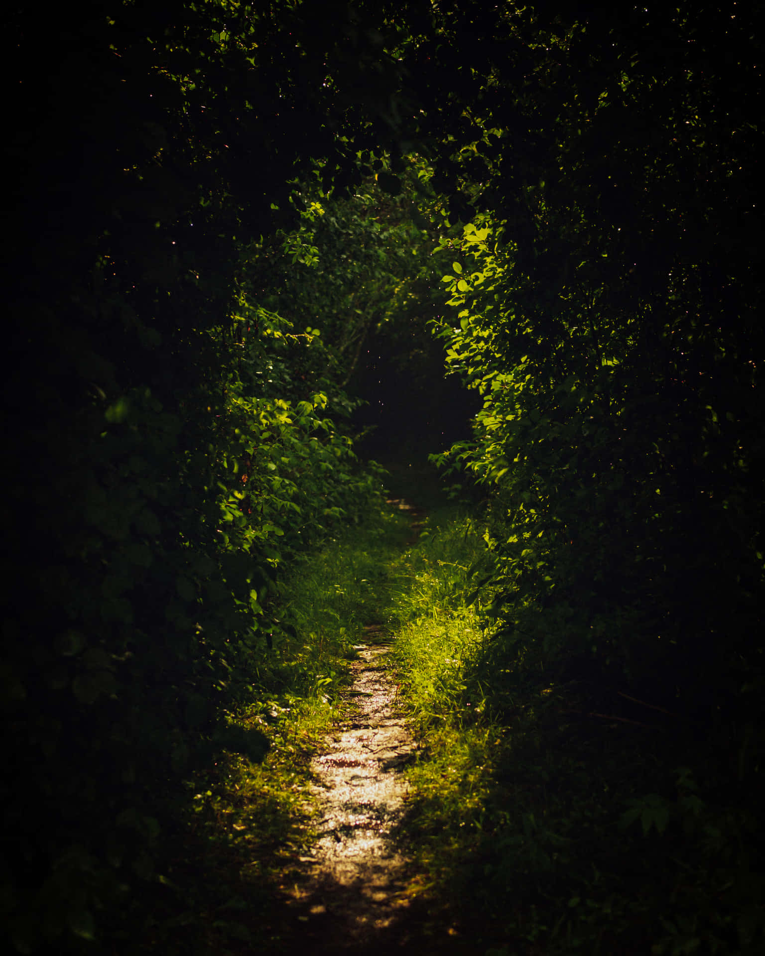 A Path Through A Forest