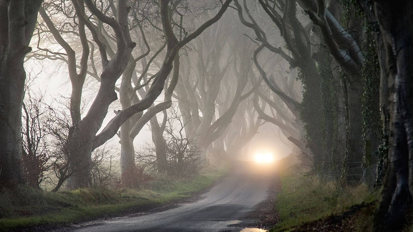 Mystery Dark Hedges Visual Art Picture