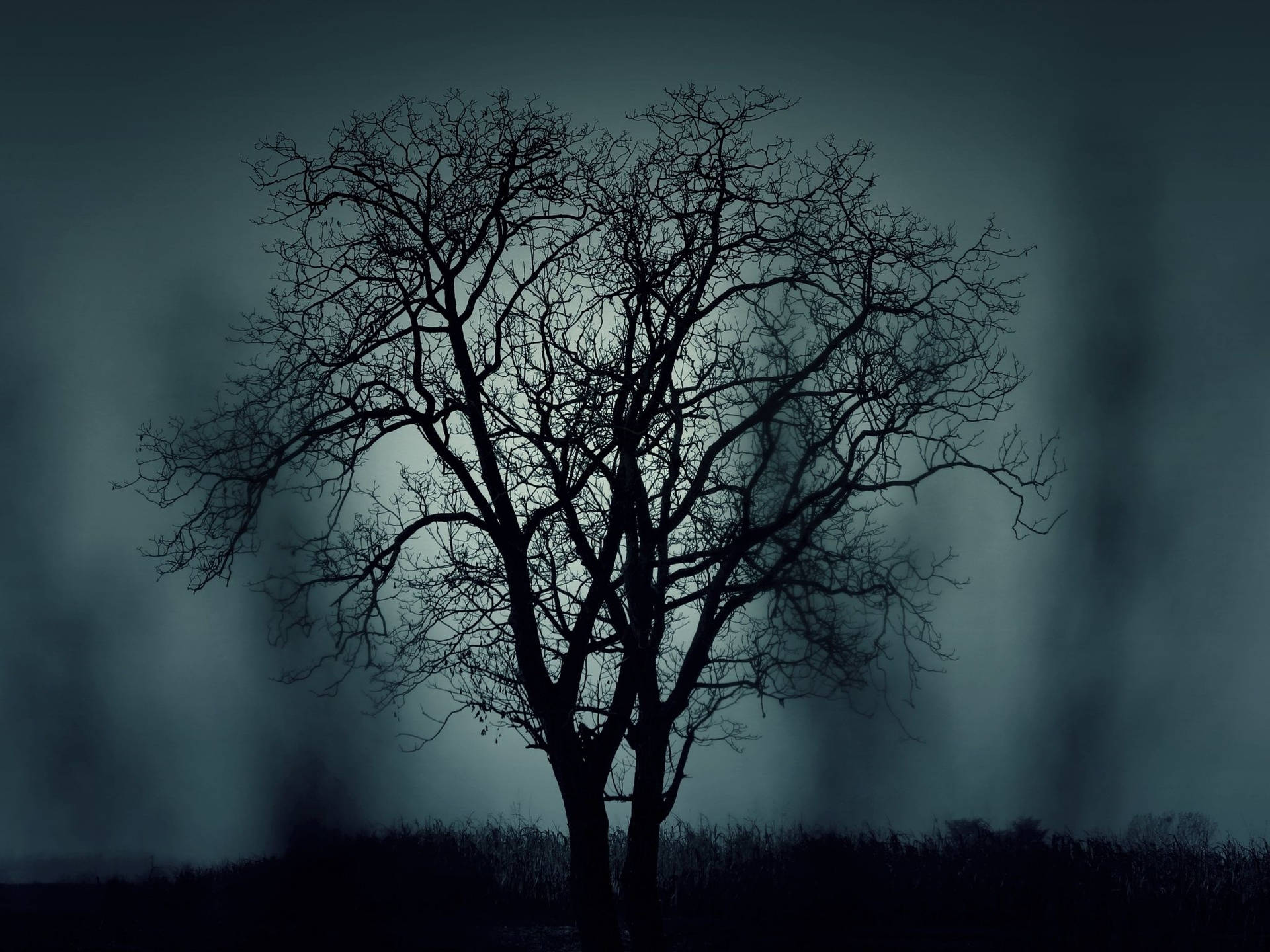 Mystery Leafless Tree Visual Art Picture