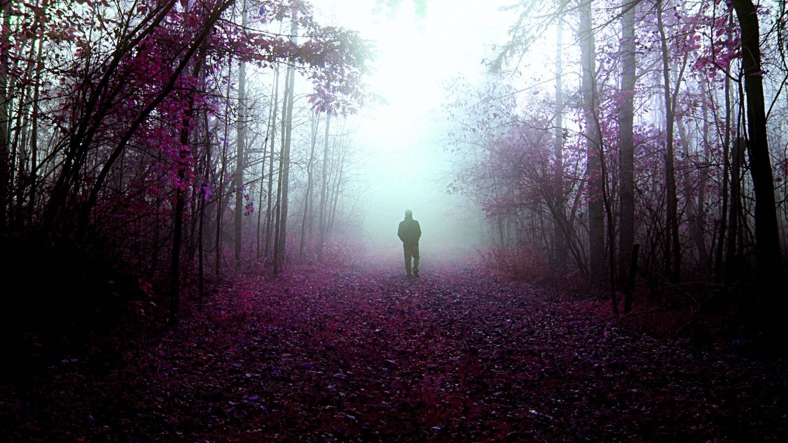 Mystery Purple Forest Aesthetic Digital Art Wallpaper