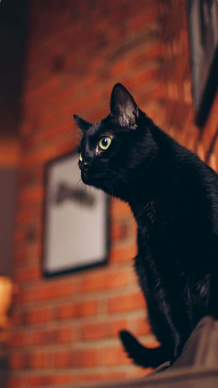 Mystic Black Cat Brick Backdrop Wallpaper