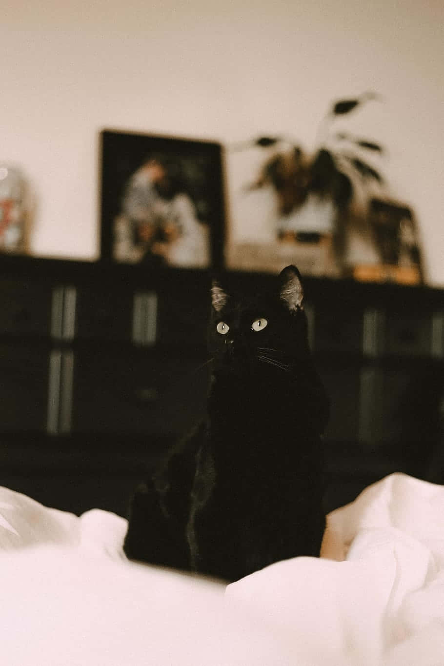 Mystic Black Cat Indoor Aesthetic.jpg Wallpaper